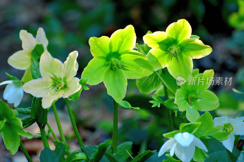 圣诞玫瑰/黑嚏根草/黑嚏根草